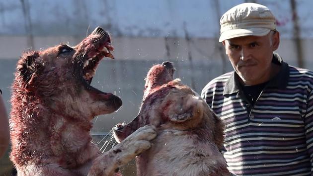 Central Asia’s shepherd dogs (alabay) take part in a dogfight in the arena in the Kyrgyztan capital Bishkek. - About 25 owners brought their dogs to take part in the “champion breed” event. (Vyacheslav Oseledko / AFP)