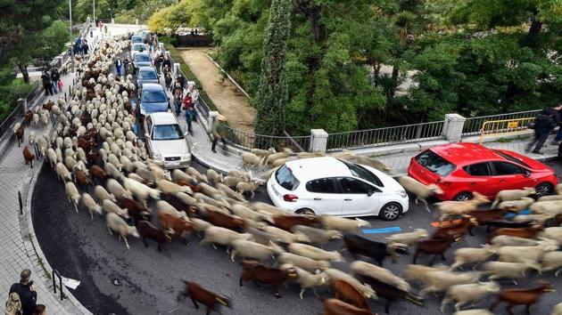 Flocks of sheep and goats are herded in the city centre of Madrid, Spain. Shepherds guided a flock of around 2,000 sheep through the streets of Madrid in defence of ancient grazing and migration rights increasingly threatened by urban sprawl. (Oscar Del Pozo / AFP)