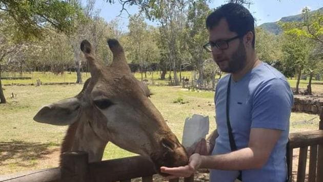 You also get to feed the giraffes, and they happily consume the oats you offer them.
