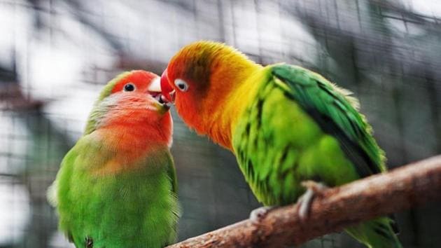 The study, published in the journal Conservation Biology, noted that the chicks of noise-exposed birds were smaller than the young ones from quiet nests.(Unsplash) The study, published in the journal Conservation Biology, noted that the chicks of noise-exposed birds were smaller than the young ones from quiet nests.(Unsplash)