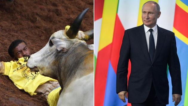 There were speculations that Vladimir Putin may witness Jallikattu in Tamil Nadu in January 2020(Photo: Associated Press/ Edited by HT)