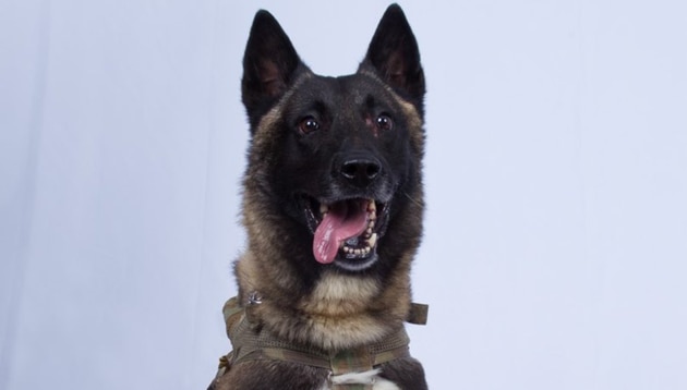 President Donald Trump on Monday outed a military working dog that tracked down the head of the Islamic State.(Donald Trump/Twitter)
