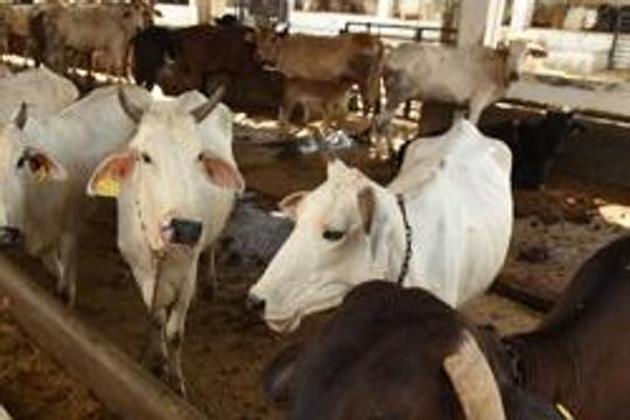 A team probing deaths of cattle at two cow sheds in Panchkula has found high concentrations of hydrogen cyanide in the green fodder served to the animals.(HT PHOTO/For representational purposes)