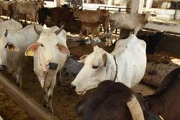 A team probing deaths of cattle at two cow sheds in Panchkula has found high concentrations of hydrogen cyanide in the green fodder served to the animals.(HT PHOTO/For representational purposes)