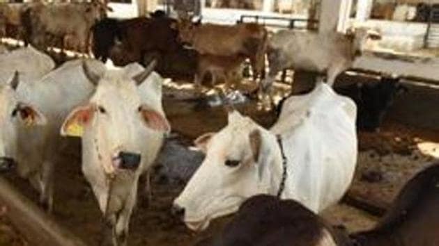 More than 250 cows, which were among those rescued by the Border Security Force (BSF) from being smuggled to Bangladesh earlier, have been stolen from a cow shelter in Tripura’s Sepahijala district in the last six months.(Virendra Singh Gosain/HT PHOTO) More than 250 cows, which were among those rescued by the Border Security Force (BSF) from being smuggled to Bangladesh earlier, have been stolen from a cow shelter in Tripura’s Sepahijala district in the last six months.(Virendra Singh Gosain/HT PHOTO)
