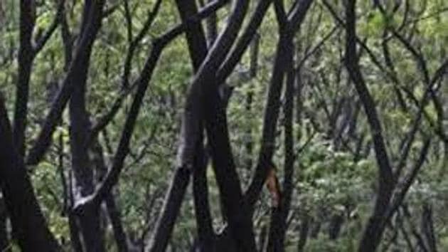 Swapna, a forest beat officer, suffered minor injuries when the crowd attacked the department personnel near Kothapalli village in Nennel Mandal. (HT FILE) Swapna, a forest beat officer, suffered minor injuries when the crowd attacked the department personnel near Kothapalli village in Nennel Mandal. (HT FILE)
