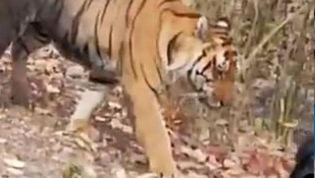 Tiger roams dangerously close to car during safari, forces it to ...