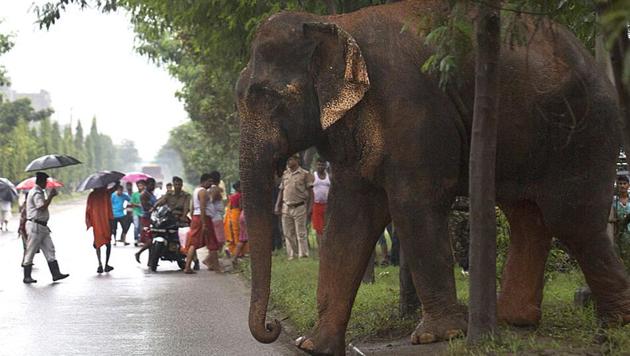 The woman had gone to collect mushrooms in the forest and did not see the herd of elephants because of fog. (Representative image/AP) The woman had gone to collect mushrooms in the forest and did not see the herd of elephants because of fog. (Representative image/AP)