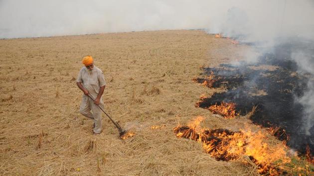 Farmer burning paddy stubble on Sangrur Road in Patiala on Wednesday.(ht photo)