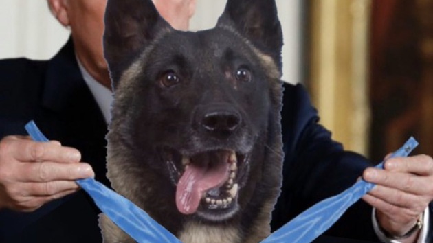 President Donald Trump tweets that the military working dog injured in the raid last weekend that killed the Islamic State leader will leave the Middle East for the White House sometime next week.(Tweeted by @realDonaldTrump) President Donald Trump tweets that the military working dog injured in the raid last weekend that killed the Islamic State leader will leave the Middle East for the White House sometime next week.(Tweeted by @realDonaldTrump)