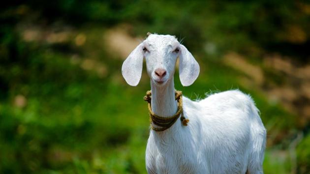 A herd of 500 goats helped save California’s Ronald Reagan library from a wildfire.(representational image) (Unsplash) A herd of 500 goats helped save California’s Ronald Reagan library from a wildfire.(representational image) (Unsplash)