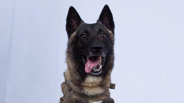 The military working dog who sustained minor injuries during the raid on the compound of Islamic State leader Abu Bakr al-Baghdadi  has returned to service. (Reuters photo)