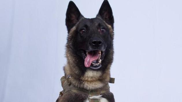 Donald Trump revealed that the military dog, who took part in Baghdadi raid, is named Conan. (Twitter/@realDonaldTrump) Donald Trump revealed that the military dog, who took part in Baghdadi raid, is named Conan. (Twitter/@realDonaldTrump)