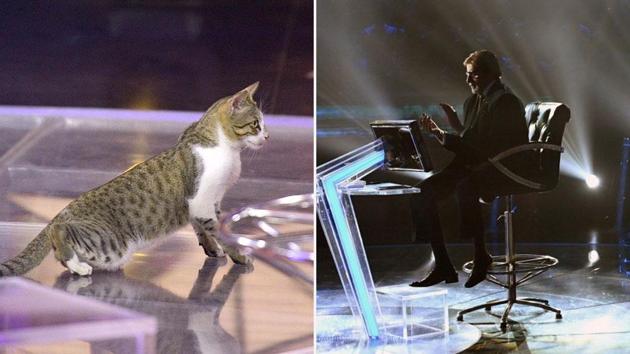 Amitabh Bachchan tweeted about a cat roaming on Kaun Banega Crorepati 11’s set.(Twitter/@SrBachchan)