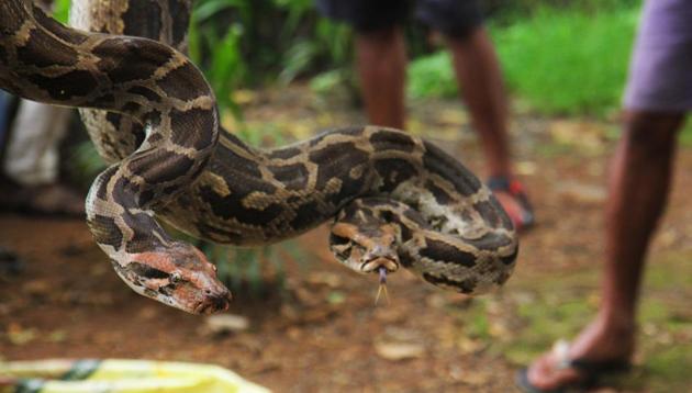 An Indiana woman found with an 8-foot-long (2.4-meter-long) python wrapped around her neck had apparently kept snakes at the residence. (Representative Image)(Pramod Thakur/HT Photo)