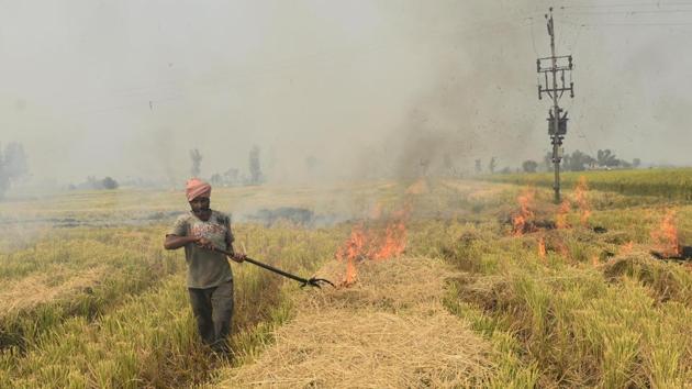 I’ve met several women who’ve been plucking out stubble from the fields. One of them told me that they were too few in number to replace burning with plucking in such a short window of time(Sameer Sehgal/ Hindustan Times)