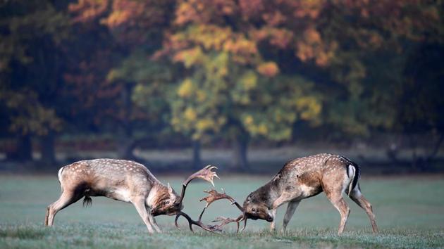 Deer clash as they fight during the rutting season in Richmond Park, west London, England. (Toby Melville / REUTERS) Deer clash as they fight during the rutting season in Richmond Park, west London, England. (Toby Melville / REUTERS)