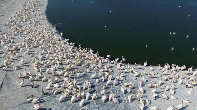 Great white pelicans are pictured at a reservoir in Mishmar HaSharon, north of the Israeli city of Tel Aviv. Thousands of migrant Pelicans pass though Israel on their way to Africa then again when they return to Europe in the summer. (Jack Guez / AFP) Great white pelicans are pictured at a reservoir in Mishmar HaSharon, north of the Israeli city of Tel Aviv. Thousands of migrant Pelicans pass though Israel on their way to Africa then again when they return to Europe in the summer. (Jack Guez / AFP)