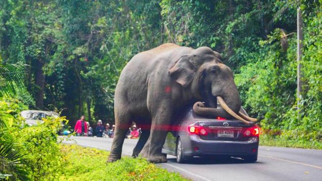 A wild elephant stops a car on a road at Khao Yai National Park in Thailand’s Nakhon Ratchasima province. The driver escaped unhurt with his car slightly damaged. (Pratya Chutipaskul / AFP) A wild elephant stops a car on a road at Khao Yai National Park in Thailand’s Nakhon Ratchasima province. The driver escaped unhurt with his car slightly damaged. (Pratya Chutipaskul / AFP)