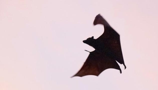 Similar to human experience, cooperative relationships or friendships among vampire bats appear to result from a combination of social preferences together with external environment influences.(Unsplash) Similar to human experience, cooperative relationships or friendships among vampire bats appear to result from a combination of social preferences together with external environment influences.(Unsplash)