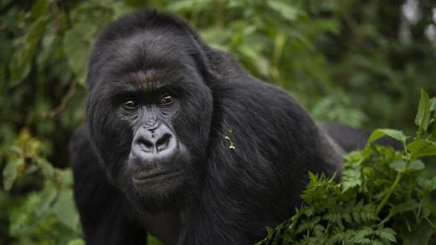 Hirwa and two other great apes are part of the world’s longest-running gorilla study — a project begun in 1967 by famed American primatologist Dian Fossey. Yet Fossey herself, who died in 1985, would likely be surprised any mountain gorillas are left to study. Alarmed by rising rates of poaching and deforestation in central Africa, she predicted the species could go extinct by 2000. (Felipe Dana / AP)