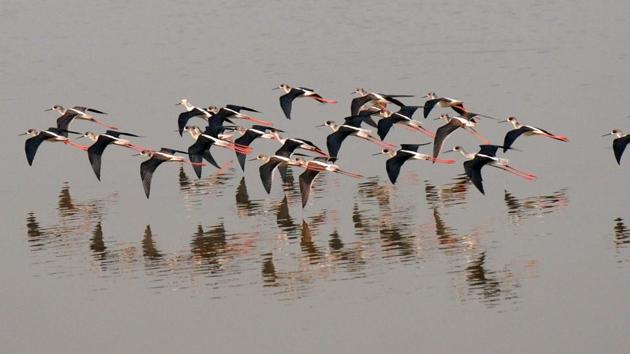 Black winged stilts, a specie widely distributed throughout shallow wetlands of tropical and temperate region, spotted at Sukhna Lake in Chandigarh on Friday.(Keshav Singh)