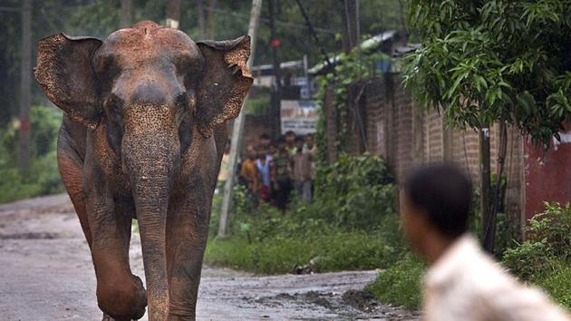 A wage labourer was trampled to death by an elephant in North Bengal’s Daranipur tea garden area on Saturday. This is the fourth such incident in a week.(AP File Photo)