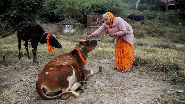 A woman offers prayers to a cow during a religious ceremony celebrating the Tihar festival, in Kathmandu, Nepal. (Navesh Chitrakar / REUTERS) A woman offers prayers to a cow during a religious ceremony celebrating the Tihar festival, in Kathmandu, Nepal. (Navesh Chitrakar / REUTERS)