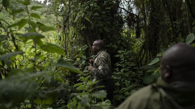 Gorilla tracker Fidele searches for gorillas from the Titus group in the Volcanoes National Park, Rwanda. Instead, a concerted and sustained conservation campaign has averted the worst and given a second chance to these great apes, which share about 98% of human DNA. Last fall, the Switzerland-based International Union for Conservation of Nature changed the status of mountain gorillas from “critically endangered” to “endangered,” an improved if still-fragile designation, reflecting new survey data. (Felipe Dana / AP)