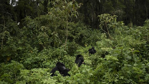 Urwibutso, Segasira and Pato, three silverback mountain gorillas eat plants in the Park. Instead of disappearing, the number of mountain gorillas — a subspecies of eastern gorillas — has risen from 680 a decade ago to just over 1,000 today. Their population is split between two regions, including mist-covered defunct volcanoes within Congo, Uganda and Rwanda — one of Africa’s smallest and most densely populated countries. (Felipe Dana / AP)