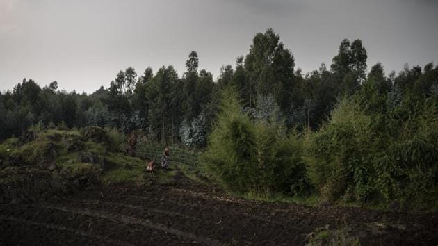 Farmers work on their land near the Volcanoes National Park. “Our hospital is the forest,” says Jean Bosco Noheli, a veterinarian at Gorilla Doctors. When his team goes into the field to address a gorilla emergency, they must carry everything they might need in equipment bags weighing up to 100 pounds — including portable X-ray machines. (Felipe Dana / AP)
