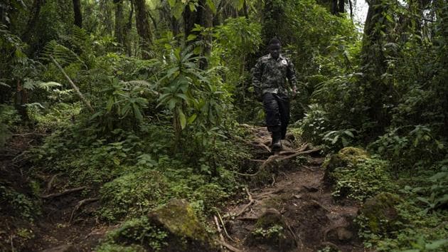 Biologist Jean Paul Hirwa walks down a trail to observe mountain gorillas. Today, highly regulated tour groups hike in the Rwandan rainforest to watch gorillas. Within Volcanoes National Park, tour groups are limited to eight people at a time, with only an hour spent observing gorillas. You can’t carry food or even water bottles near the animals, lest a curious silverback snatch them and perhaps be exposed to your germs. (Felipe Dana / AP)
