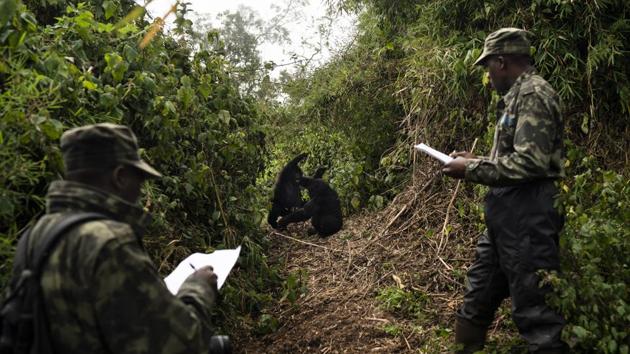 Gorilla trackers Emmanuel Bizagwira (R) and Safari Gabriel observe two gorillas from the Agasha group as they play in the Park. “With tourism, the tension is always not to overexploit,” says Dirck Byler, great ape conservation director at the nonprofit Global Wildlife Conservation, which is not involved in the Rwanda gorilla project. “But in Rwanda, so far they’re careful, and it’s working.” (Felipe Dana / AP)