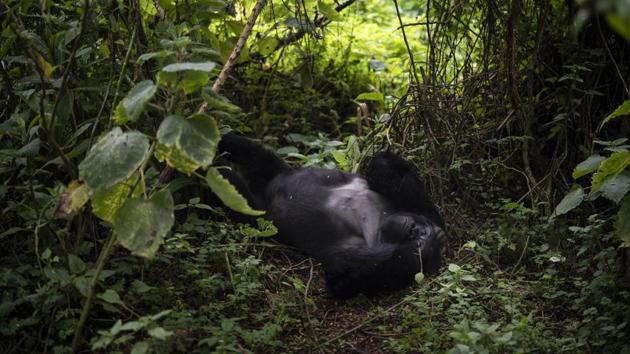 A silverback mountain gorilla named Segasira lies under a tree in the Park. Schaller believes that people have no right to exterminate a species, but also that “you have to find some economic benefit for the people that border the park.” “You have to involve them somehow,” he says, “make them feel it’s their park, too.” (Felipe Dana / AP)