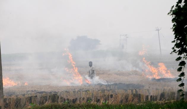 Farmer burning paddy stubble at Magwal village in Sangrur on Sunday.(Bharat Bhushan/ht)