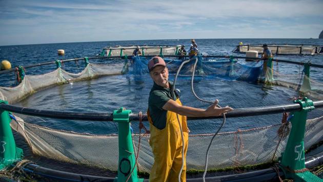 Fishermen work on a fish farm off the coast of the Moroccan city of M’diq. “We don’t get anything from the sea anymore, we’re paying for the mistakes of our fathers,” said Mohamed Bouajra, a fisherman in Ras Kebdana, a port town near Morocco’s eastern border with Algeria. But aquaculture offers a “glimmer of hope for escaping poverty”, he said. (Fadel Sena / AFP)