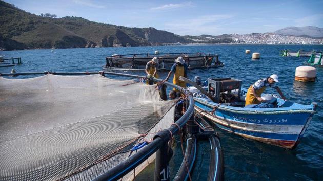 Along the rest of Morocco’s Mediterranean coast, catches declined 30 percent, alarming authorities. Depleted fisheries are a financial concern, as exported seafood brought 22 billion dirhams in 2017 ($2.2 billion), about half of food exports and 10 percent of total exports. (Fadel Sena / AFP)