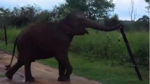 The elephant, wanting to go on the other side, cleverly pushes down the wooden pole without touching the electric wires.(Twitter/@susantananda3)