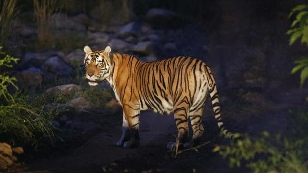 A forest department official, said that at least 11 tigers and tigresses were poached, electrocuted or poisoned in 2019. Image used for representation (Himanshu Sharma/HT photo) A forest department official, said that at least 11 tigers and tigresses were poached, electrocuted or poisoned in 2019. Image used for representation (Himanshu Sharma/HT photo)