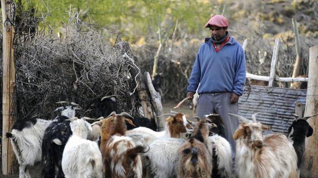 The quiet drama that has decimated Sazo’s herd -- recently a thousand strong -- contrasts with the robustness of Mendoza’s central and northern vineyards, where sophisticated irrigation systems have helped to absorb some of the shock of climate change. Climate warming has slowly but clearly been shrinking the glaciers along the Andean Cordillera above the valleys. (Andres Larrovere / AFP) The quiet drama that has decimated Sazo’s herd -- recently a thousand strong -- contrasts with the robustness of Mendoza’s central and northern vineyards, where sophisticated irrigation systems have helped to absorb some of the shock of climate change. Climate warming has slowly but clearly been shrinking the glaciers along the Andean Cordillera above the valleys. (Andres Larrovere / AFP)
