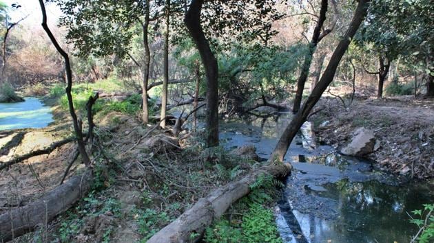 More than 100 trees spread over 10-acre land of City Forest near Rock Garden and Sukhna Lake have dried up after the release of untreated sewage. (GURMINDER SINGH/JT) More than 100 trees spread over 10-acre land of City Forest near Rock Garden and Sukhna Lake have dried up after the release of untreated sewage. (GURMINDER SINGH/JT)