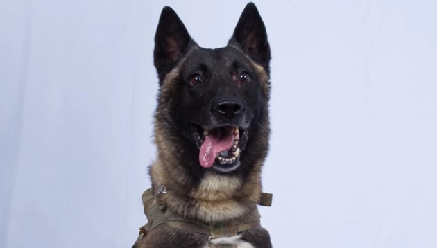 The “hero” dog that assisted the American commandoes in the mission that led to the death of ISIS leader Abu Bakr-al Baghdadi will soon visit the White Hous(Donald Trump/Twitter)