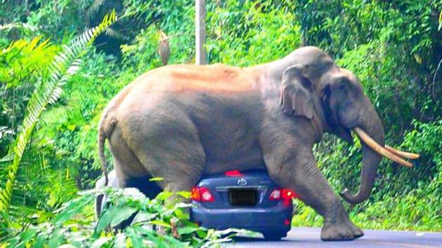 The elephant’s attempt to sit on the car’s roof broke the vehicle's rear window.(Facebook/Phassakorn Niltarach) The elephant’s attempt to sit on the car’s roof broke the vehicle's rear window.(Facebook/Phassakorn Niltarach)