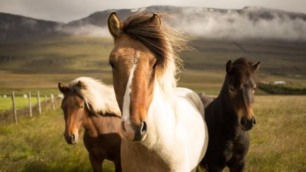 Researchers attempted to startle the horses by throwing a ball in front of them.(Unsplash)