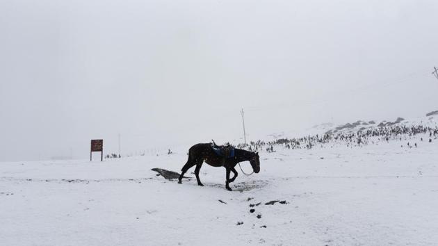 A horse is seen during the first snowfall of the season in Sonamarg, some 90 kilometers from Srinagar. Two flights were cancelled due to snowfall in Srinagar and others were delayed due to congestion. The tourist spots of Sonamarg and Gulmarg received heavy snowfall, while it also snowed in Srinagar and its adjoining areas on Thursday morning. (Waseem Andrabi / HT Photo)