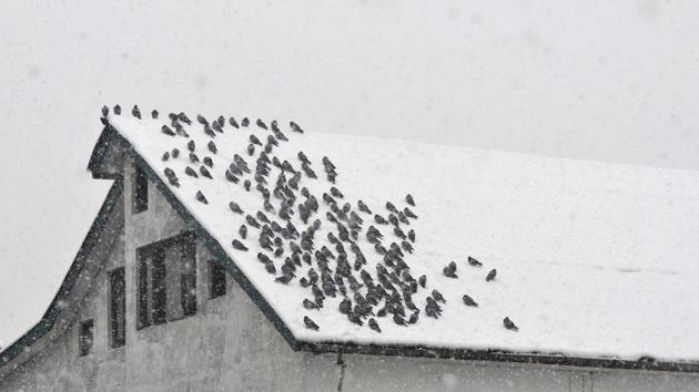 Pigeons are seen on a snow covered rooftop in Srinagar. Jammu and Kashmir and Himachal Pradesh woke up to rain and snow, while the plains of Haryana and Punjab and their capital Chandigarh received light rain, signalling the onset of winter. The rain in the region is expected to bring down pollution levels in North India, caused predominantly due to paddy stubble burning by farmers. (Waseem Andrabi / HT Photo)