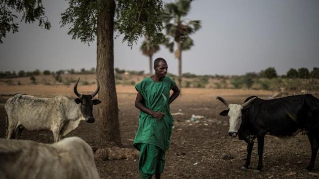 A Fulani herder tends to his cows at an informal camp in Banguetaba, on the outskirts of Sevare. For centuries, the Fulani people trod the paths of the Sahel with their cattle, largely unnoticed by the rest of the world. (Marco Longari / AFP)
