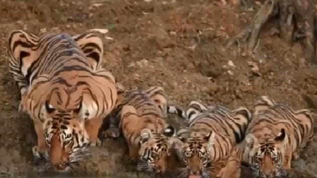 Susanta Nanda tweeted a video of a tigress with her three cubs drinking water at a watering hole.(Twitter/@susantananda3)