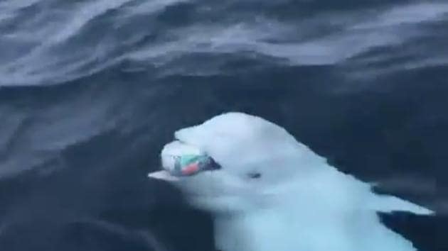 A swift beluga whale is seen scooping the ball in its mouth and bringing it back to the man on the boat.(Twitter)