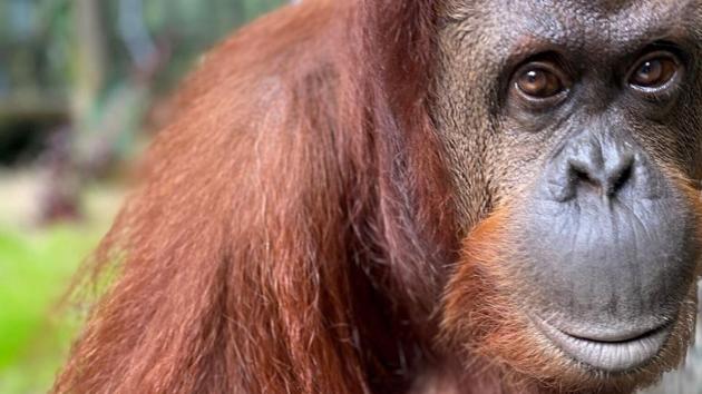 A 33-year-old orangutan granted legal personhood by a judge in Argentina is settling into her new surroundings at Florida.(AP)